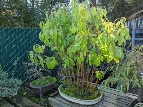 A cluster of several Camphor saplings in a shallow bonsai pot on a woden table with other bonsai arangements